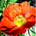 thumbnail image 5 of RedCrocus Champagne Scarlet Icelandic Poppy - Vibrant Late Spring Bloom, Butterfly Attracting, Garden & Container Plant  1 Gallon (Pack of 10), 5 of 10