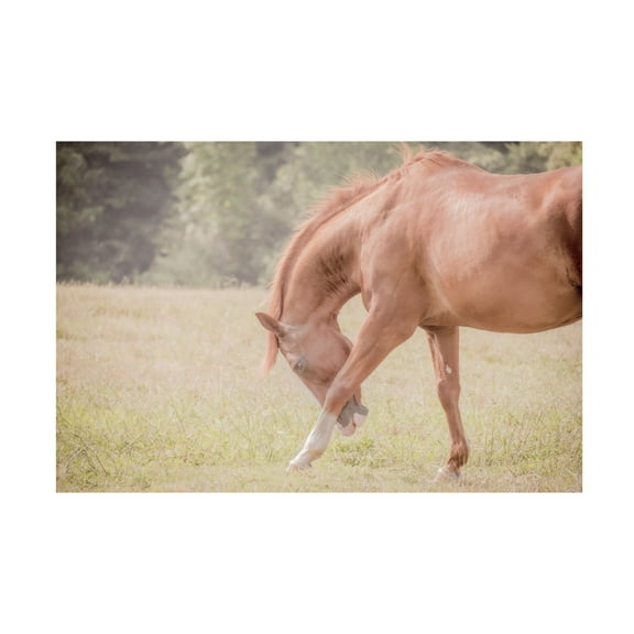 Canvas Wall Art - Life BeautifuLEE 'Horse Softly Bowing' Wall Art for Living Room, Bedroom, or Office Décor by Trademark Fine Art - 19 x 12 Inches
