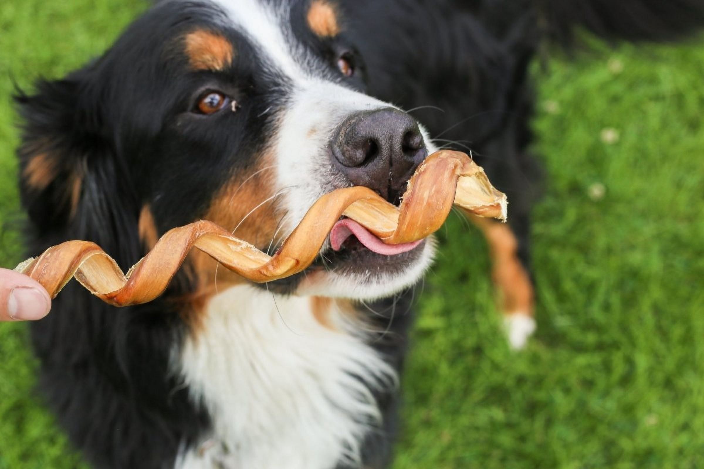 Bully Stick 12" Spring Dog Treat