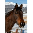 thumbnail image 2 of Hopkins, Cindy Miller 13x18 White Modern Wood Framed Museum Art Print Titled - USA-Colorado-Westcliffe Music Meadows Ranch Bay ranch horse, 2 of 4