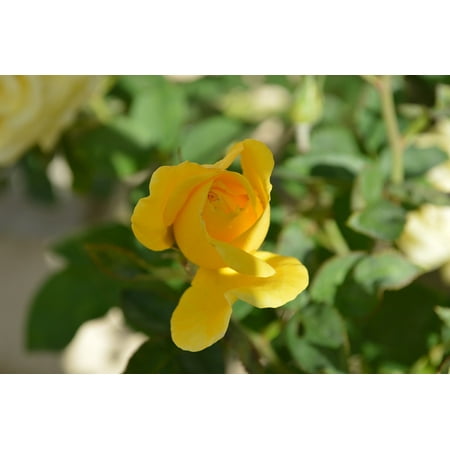 canvas print flower yellow