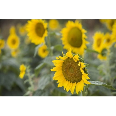- Sunflowers in Field, Tuscany, Italy Print Wall Art By Martin Child