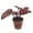 1 Plant, variant on Red Kiss Begonia - Live Starter in a 2 Inch Pot - Begonia Rex 'Red Kiss' - Extremely Rare and Beautiful Vining Indoor Houseplant - Air Purifying