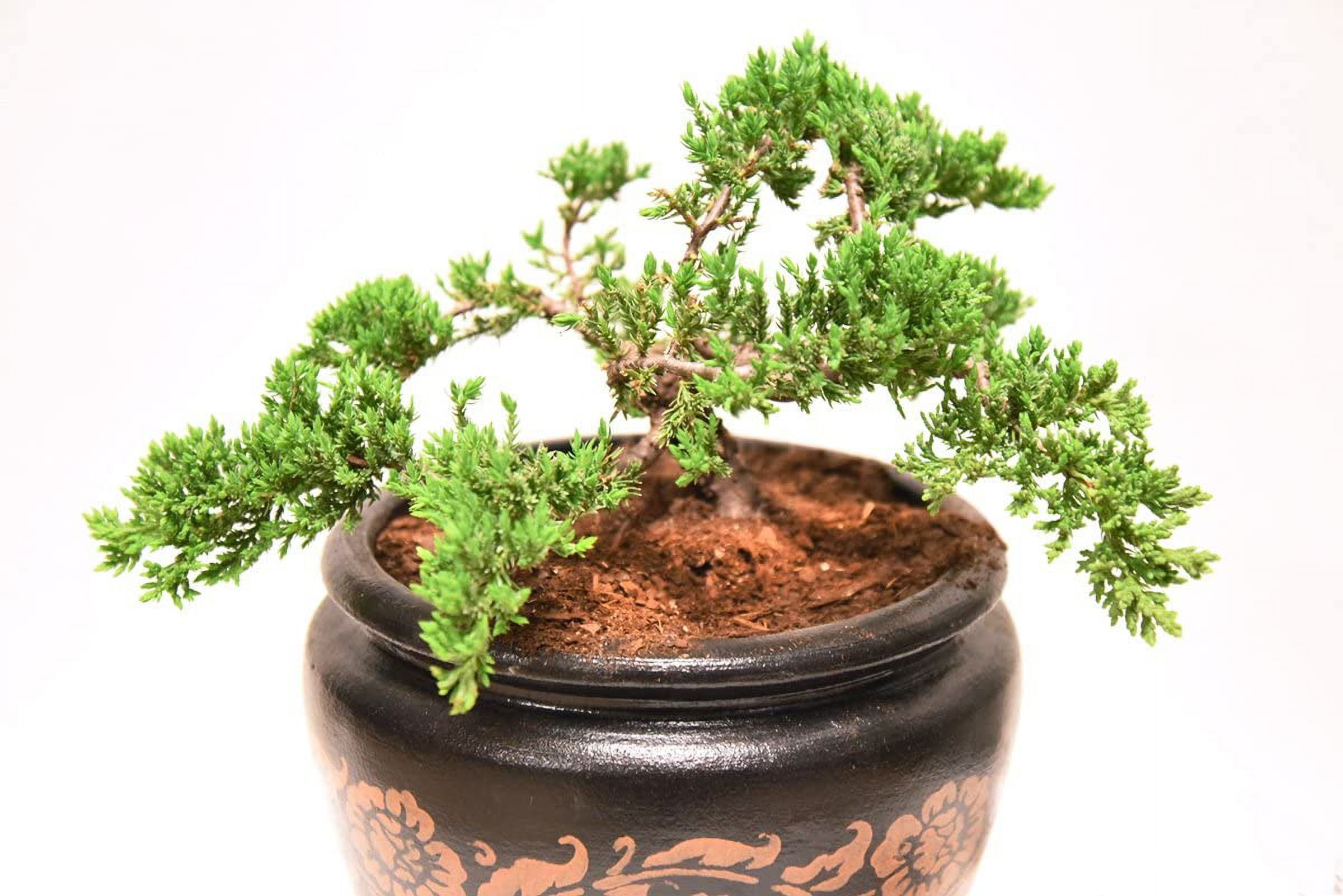Bonsai Soil by Perfect Plants - 8qts. | Premium All-Purpose Mix | Perfect for All Bonsai Tree Varieties