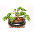 thumbnail image 4 of Bonsai Soil by Perfect Plants - 8qts. | Premium All-Purpose Mix | Perfect for All Bonsai Tree Varieties, 4 of 5