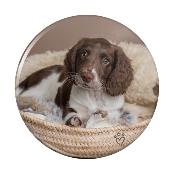 Springer Spaniel Puppy Dog Basket Bed Kitchen Refrigerator Locker Button Magnet