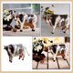thumbnail image 3 of Cow Figurine Decor Resin Cow Shape Tabletop Ornament Holiday Atmosphere 14.5X9.2Cm 1Set, 3 of 5