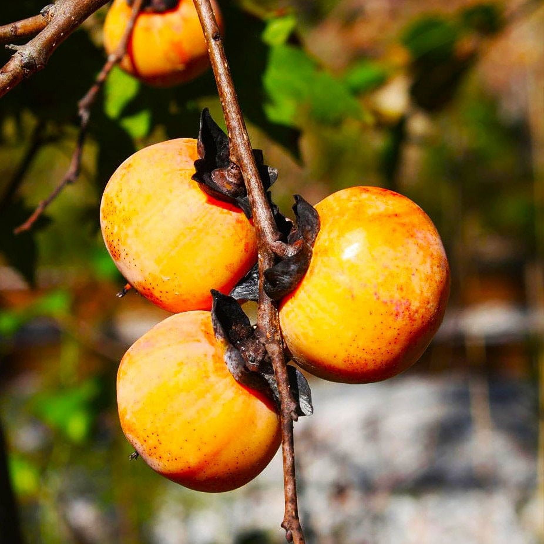 TomorrowSeeds - American Persimmon Tree Seeds - 30+ Count Packet ...