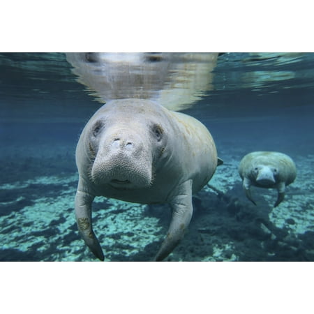 A pair of manatees swimming in formation with the lead manatee in the crystal clear freshwater of the Fanning Springs inlet to the Suwannee River Florida Poster