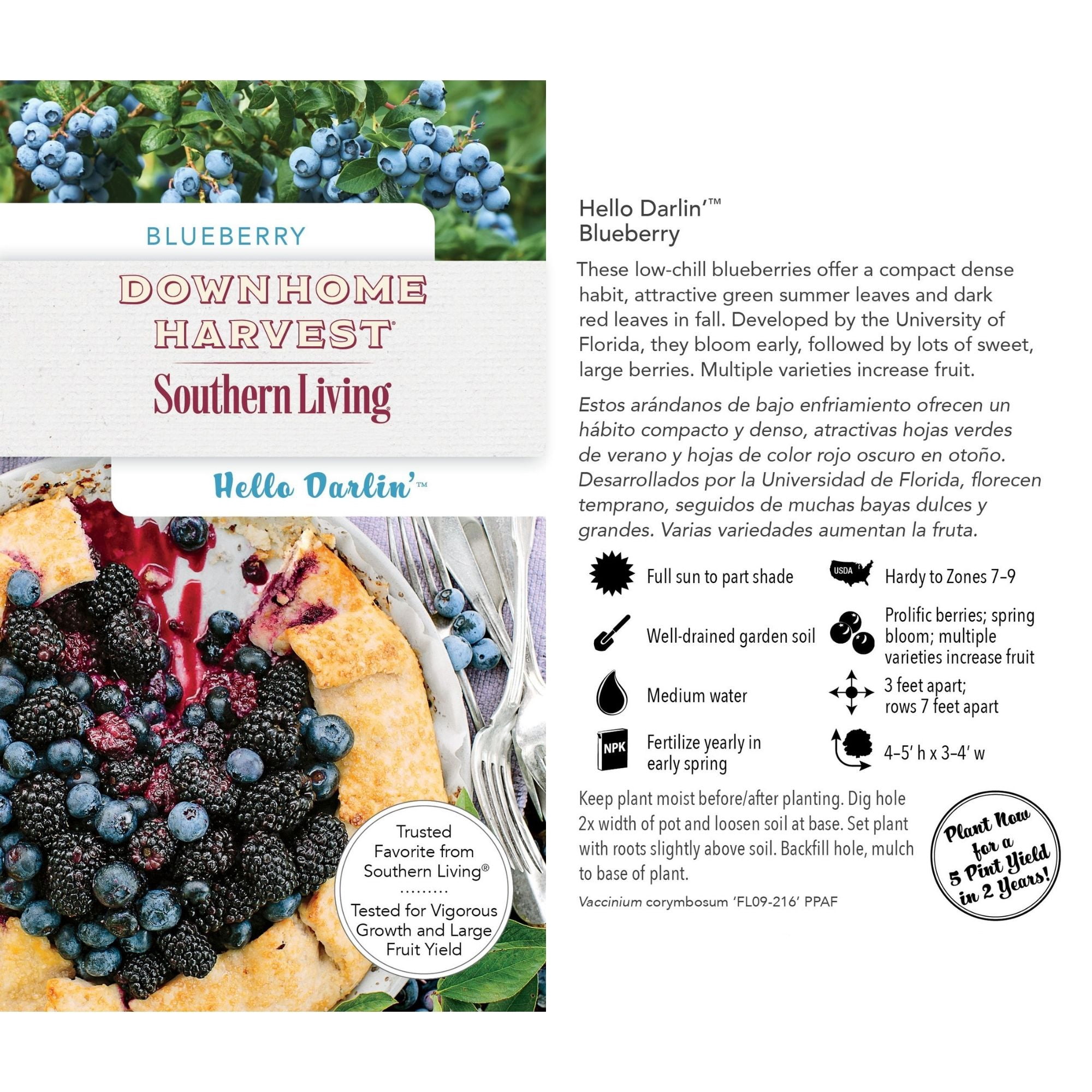 Southern Living Blueberry Hello Darlin Live Shrub in 2-Gallon Grower Pot