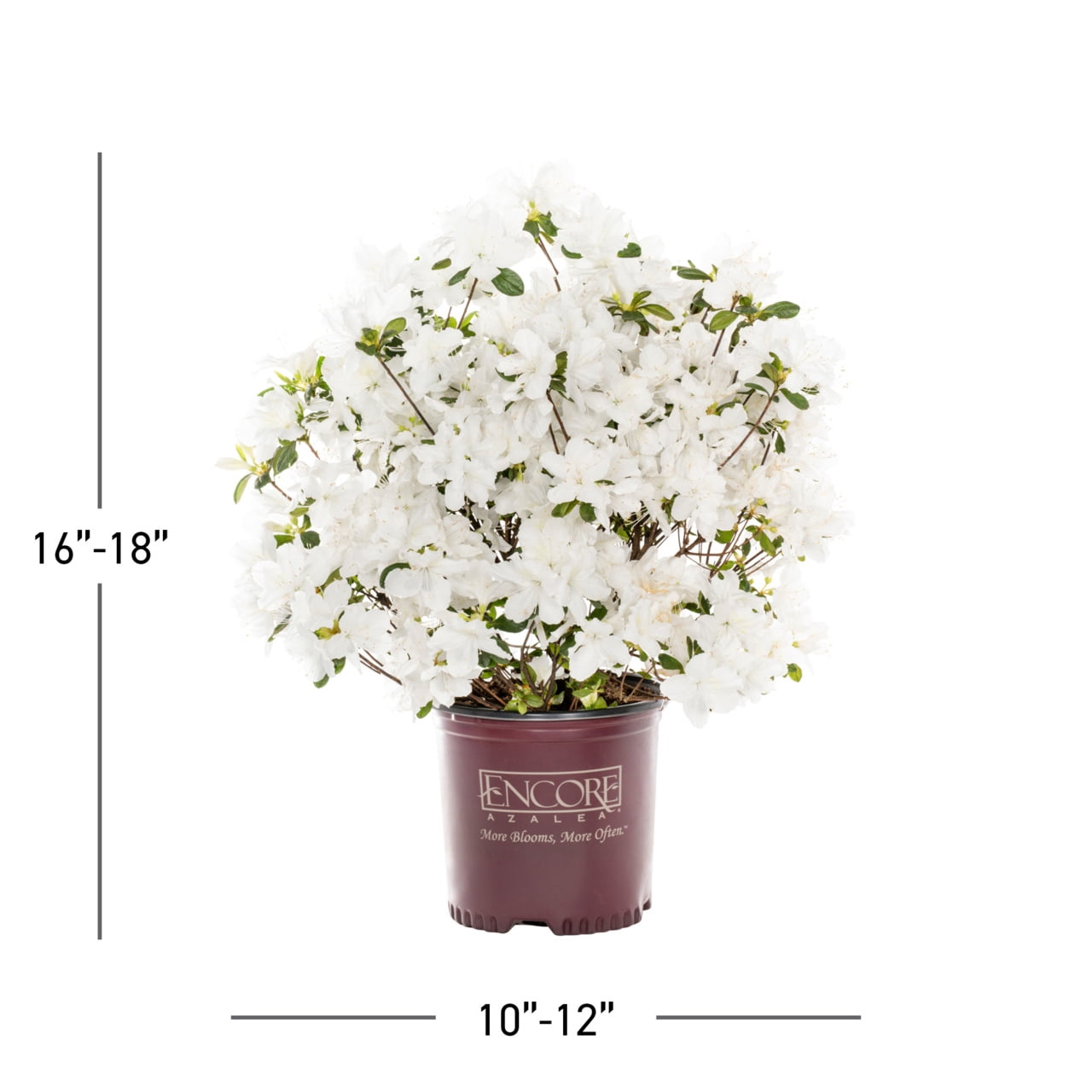 Encore 1gal Azalea Live Shrub Plant Partial Shade