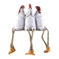 thumbnail image 1 of Toystoory Resina Pies colgantes Gallo Estatua Decoración Escultura decorativa de pollo Adorable Pies colgantes Estatuilla de gallo para dormitorio Artesanía No.1 Toystoory HA027943-01, 1 of 1