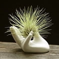 thumbnail image 6 of 3 Pack Air Plants Holders Ceramic Mini Hand Shape Stand Tillandsia Holder Small Container Pot Hand Shape Small Container Airplant Display Container Pot Plant Decorative Home Decor$$Garden & Patio, 6 of 8