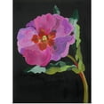 thumbnail image 1 of Great BIG Canvas | Rolled Deborah Barton Poster Print entitled Cistus, New Zealand, 2007, 1 of 4