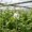 A Black, variant on Greenhouse Roller Hook, White Plastic Plant Trellis Wire Roller Hook, 6 Pack Durable Galvanized Steel Grid Line Clips, for Securely Supporting Climbing Vegetables Flowers Vine Crop Gardening Growth