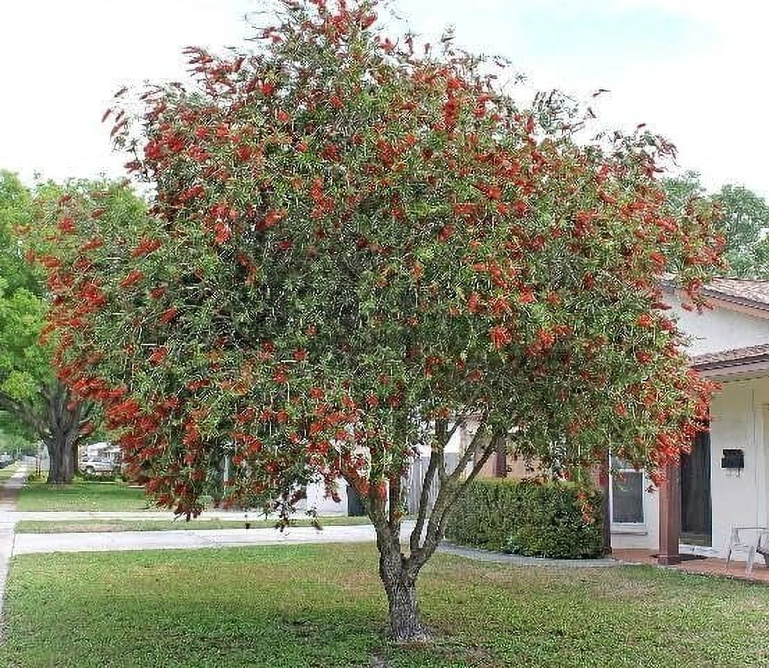 Bottlebrush Red Cluster  3 Live Quart Size Plants  Callistemon citrinus  Perfect for Gardens & Landscaping  Easy to Grow & Low Maintenance Vibrant Shrub