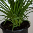 thumbnail image 5 of Expert Gardener Happy Returns Daylily (2.5 Quart) Yellow Blooming Perennial - Full Sun Live Outdoor Plant, 5 of 8