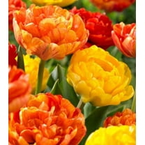 Spring Joy Double Mixed Tulip Bulbs for Planting - Easy to Grow, Plant in Fall, Winter or Early Spring (5 Bulbs)
