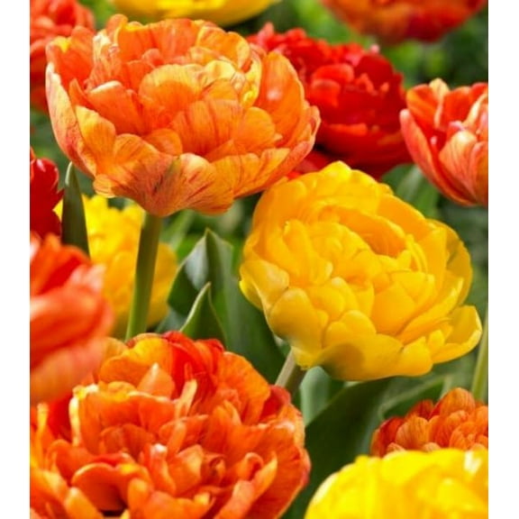 Spring Joy Double Mixed Tulip Bulbs for Planting - Easy to Grow, Plant in Fall, Winter or Early Spring (5 Bulbs)