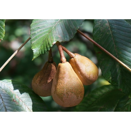 Canvas Print Rain Wet Horse Chestnut Japanese Horse Chestnut Pods Stretched Canvas 10 x (Best Treatment For Rain Rot In Horses)