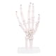 thumbnail image 4 of Hand Joint Anatomical Skeleton Model Human Medical Anatomy Study Tool Life Size, 4 of 5