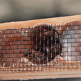 thumbnail image 3 of Wooden Queen Bee Cage, Mutil-Functional Beehive Bee Cage Rearing Cage Cell, Bees Queen Post Prisoner, Beekeeping Tools, 3 of 8