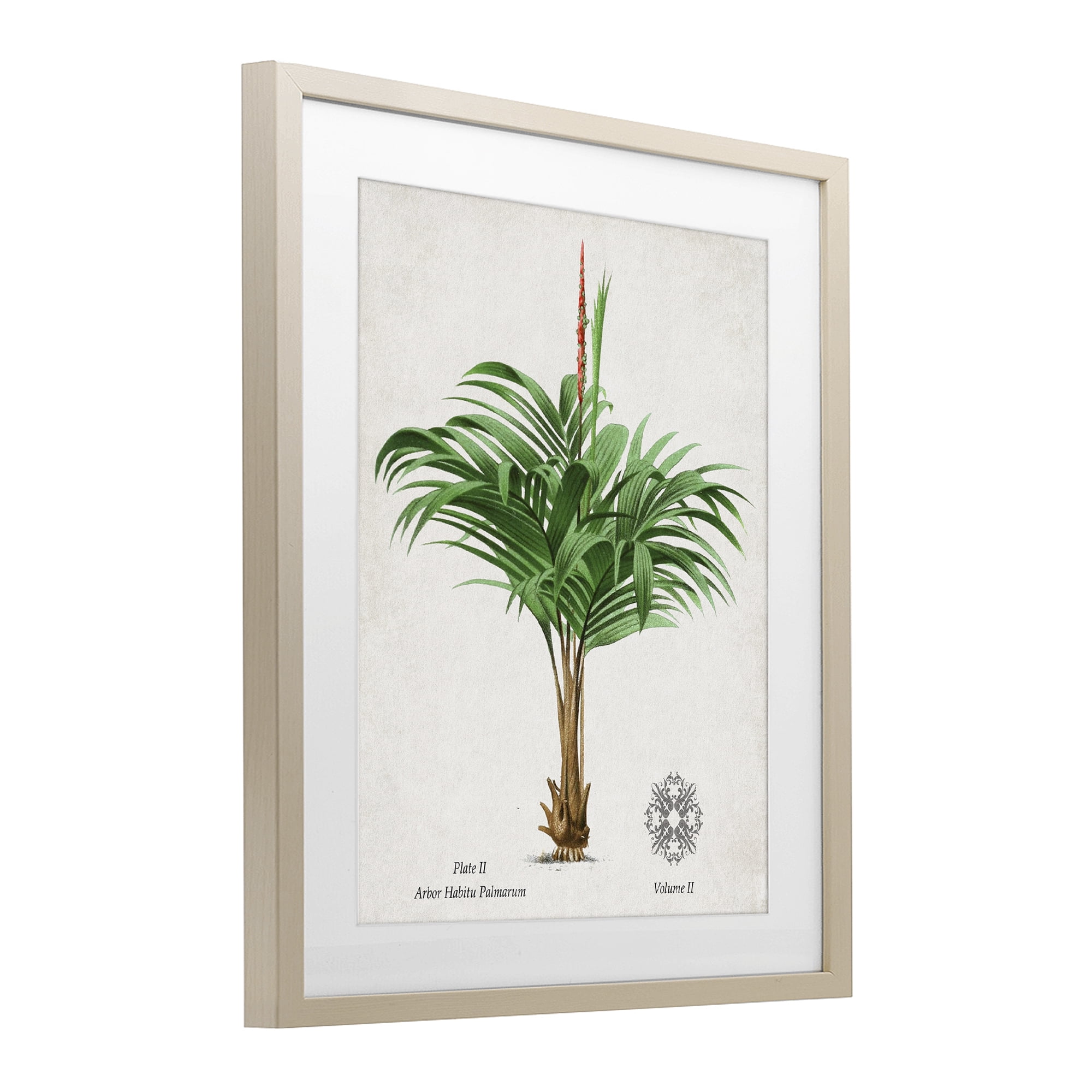 Stupell Industries Natural Palm Variety Study Birch Framed Print Under Glass, design by Val Rhodes
