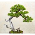 Ponderosa Pine potted tree seedling Landscape, Timber Tree, Bonsai