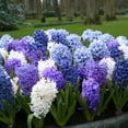 thumbnail image 2 of Rhapsody in Blue Hyacinth Mix Flower Bulbs - 6 Bulbs per Pack - Pleasantly Scented - Good as Cut Flowers - Grows Well In Containers - Grow Indoors or Outdoors – Easy to Grow Live Garden, 2 of 5
