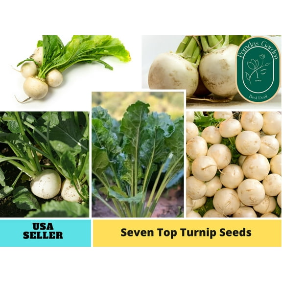 110 Seeds| Turnip Seeds, Seven Top - Authentic Seeds ~ GMO Free ~ Seeds~Flower seeds~ Vegetable seeds~ Asian Garden~ Herbs B5G1 #7012