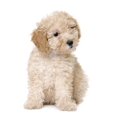 thumbnail image 2 of Dog Apricot Toy Poodle Wall Decal by Wallmonkeys Peel and Stick Graphic (36 in H x 23 in W) WM227054, 2 of 4