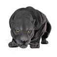thumbnail image 3 of Design Toscano Grande Black Panther Statue, 3 of 5