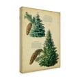 thumbnail image 2 of Trademark Fine Art 'Colorado Blue Spruce & Norway Spruce' Canvas Art by Unknown, 2 of 4
