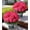 Hotpink, variant on Geraniums Artificial Flowers for Outdoors, 2 Pack Potted Plants Fake Geranium Bush Realistic Fake Flowers UV Resistant Faux Flowers for Outdoor Planters Outside Gardens Front Door Yard Indoor,HotPink