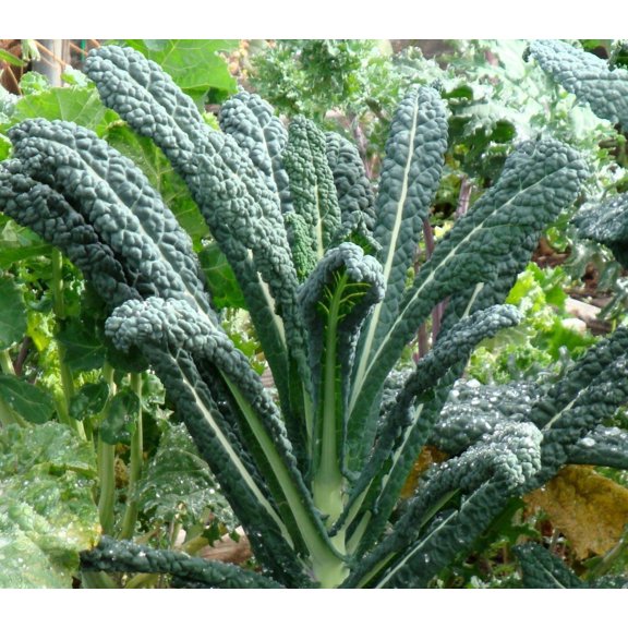 Lacinato Kale Seeds/ Annual/ Full Sun/2000 Seeds 1/4 oz/ Zellajake Farm and Garden - B291