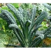 Lacinato Kale Seeds/ Annual/ Full Sun/500 Seeds 2 Grams/ Zellajake Farm and Garden - B291