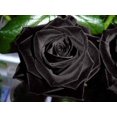 thumbnail image 2 of 5 Graines de Rosier Noir Rosier Arbuste Vivace, 2 of 3