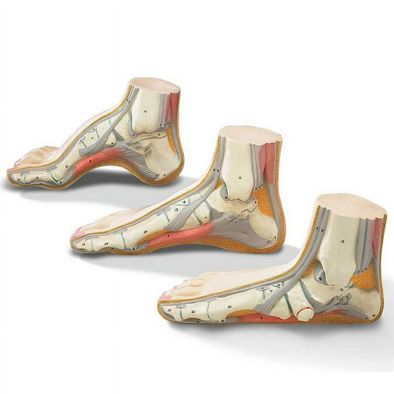 Budget Foot Model Set