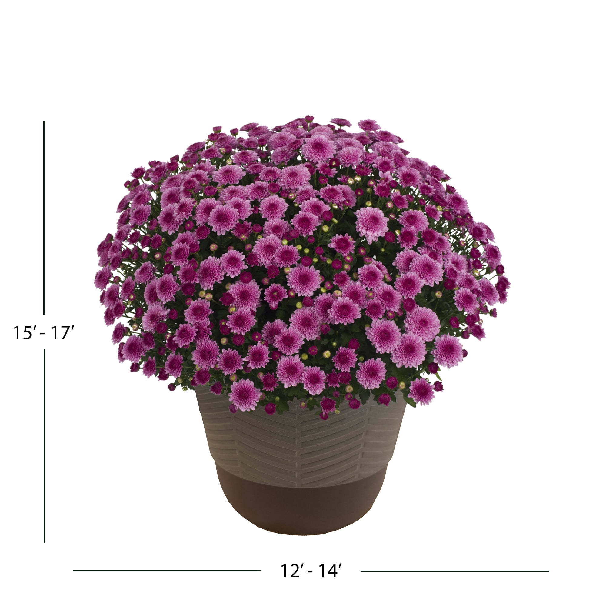 Better Homes & Gardens Pink Mum Live Plant in Decorative Pot, 1.5 Gallon