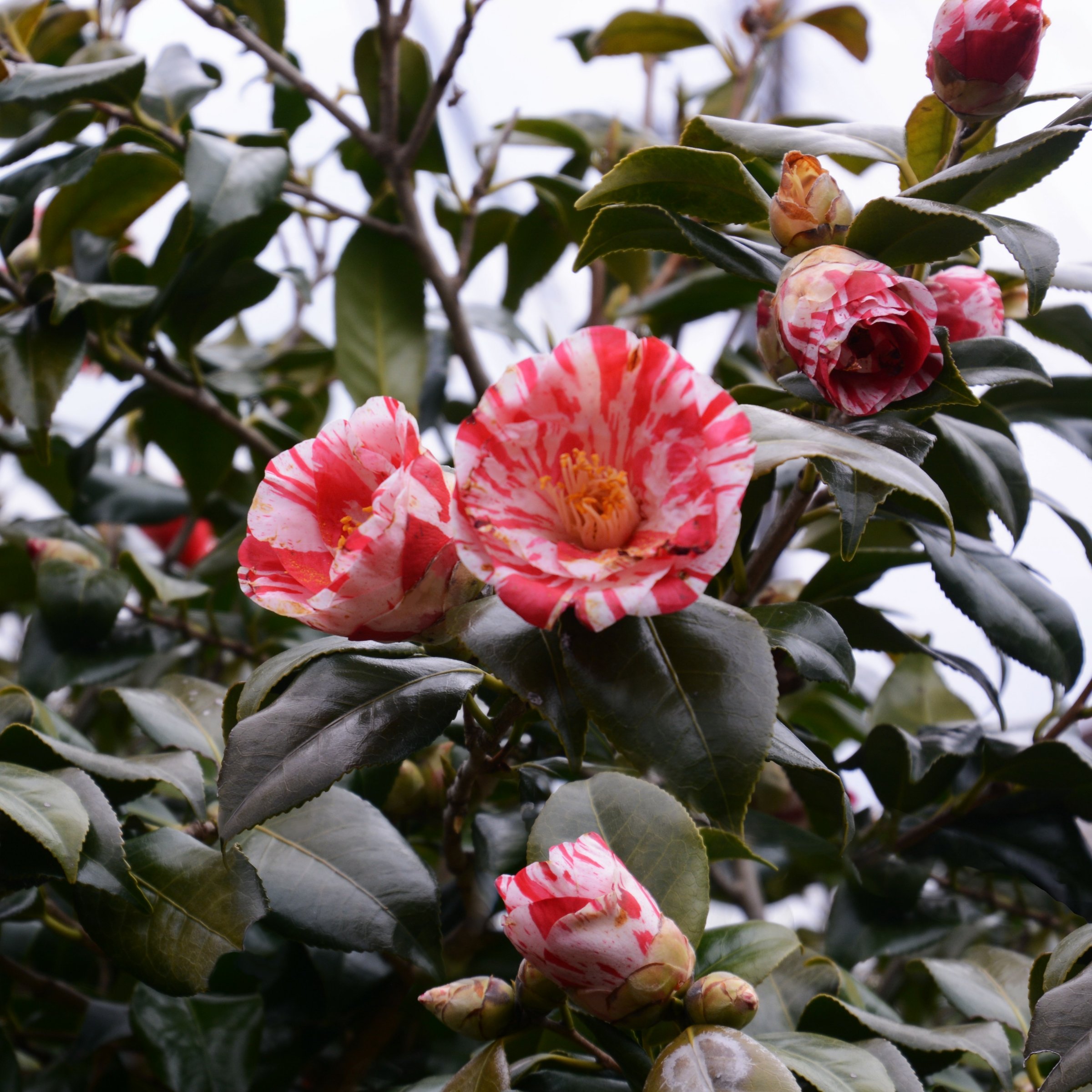 National Plant Network 1 gal. Camellia Japonica Tricolor Shrub
