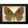 thumbnail image 2 of Reynolds, Richard 24x17 Black Modern Framed Museum Art Print Titled - Owlet Moth, 2 of 5