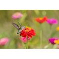 thumbnail image 2 of Day, Richard and Susan 32x23 Gold Ornate Wood Framed with Double Matting Museum Art Print Titled - Ruby-throated Hummingbird-Archilochus colubris-at Zinnias Union County-Illinois, 2 of 4