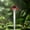 Red, variant on EDHITNR Solar Outdoor Lights Flashing Color Changing LED Solar Garden Lights, IP67 Waterproof Plastic Landscape Lighting for Walkway Patio Yard 6 Pack with 8-12 Hours Runtime