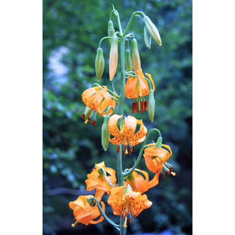 15 Seeds Western HYBRIDS LILY Tiger, Leopard, Lemon, Alpine, Kellogg - Mixed Colors Pink, Red, Yellow, Orange - Native Lilium Flower Seeds