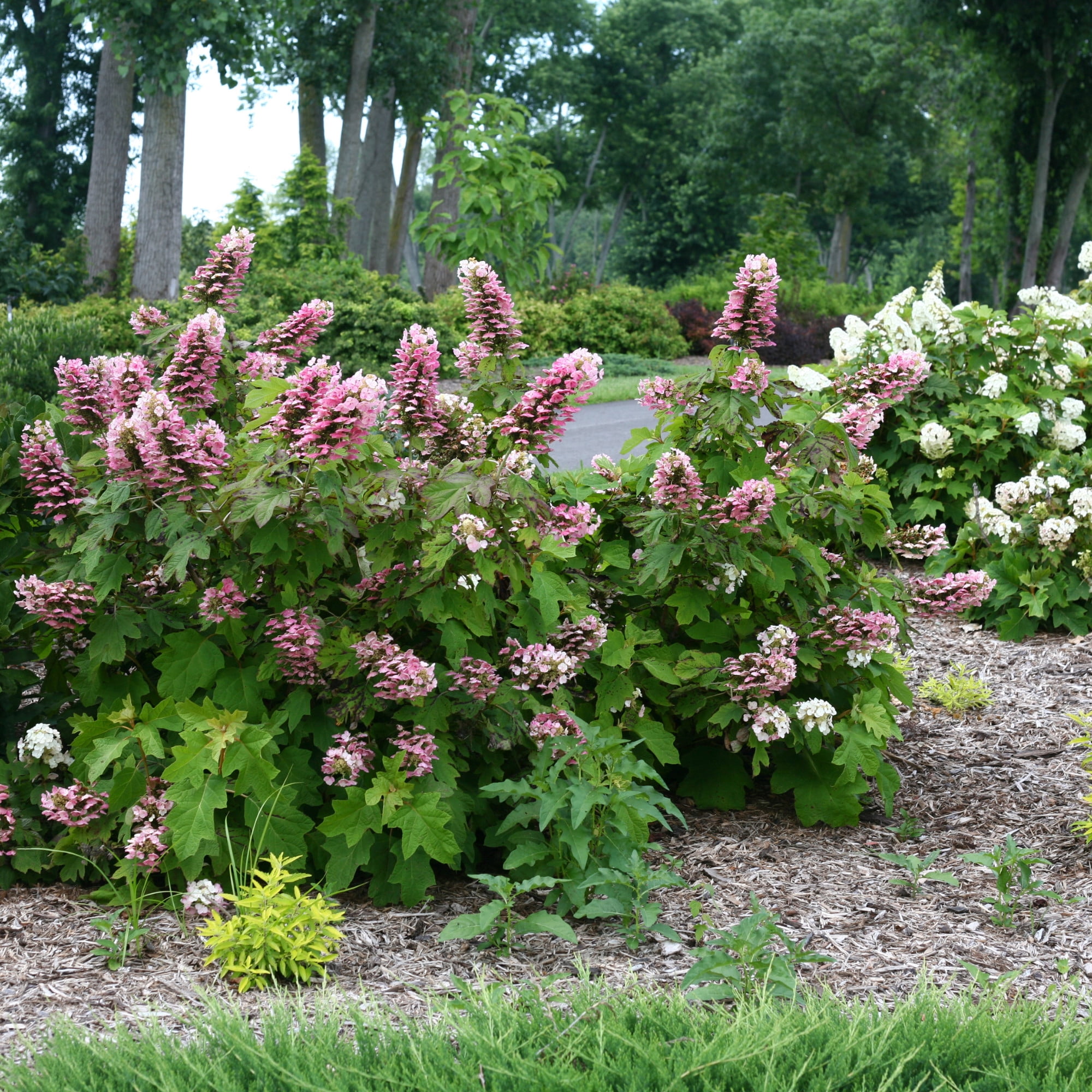 Proven Winners ColorChoice 5" Gatsby Pink Oakleaf Hydrangea Live Plant in 4.5" Pot (4 Count)