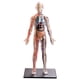 thumbnail image 2 of Modelo de enseñanza del cuerpo humano ensamblado 1:6 4D, juguetes ensamblados DIY Montessori, juguete de anatomía para niños, suministro de ciencia de, 2 of 8