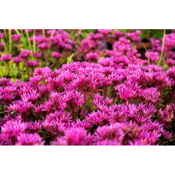 50 PURPLE CARPET SEDUM Spurium Coccineum Groundcover Flower Seeds