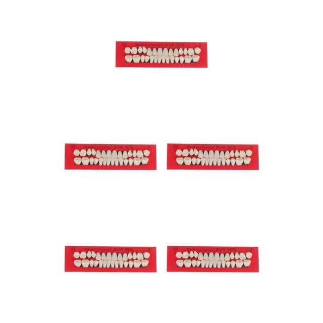 Wisewang 28Pcs/Set Resin Teeth Model Durable Waterproof Dentures Lightweight False Teeth Tooth Model Smooth As Shown 5Set