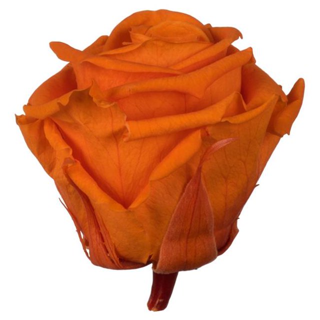 Vickerman H4ROS729 2,5-3 in. Tête de Rose Standard Orange Millenium