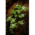 thumbnail image 2 of Jones, Adam 17x24 White Modern Wood Framed Museum Art Print Titled - Dogwood bunchberry-Olympic National Park-Washington State, 2 of 4